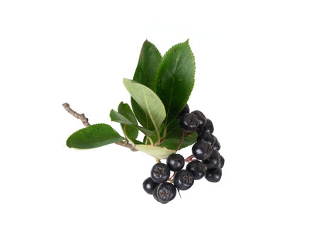 Hanging chokeberry branch with dark blue berries isolated on white background, cutout ready. Extremely high resolutionの写真素材