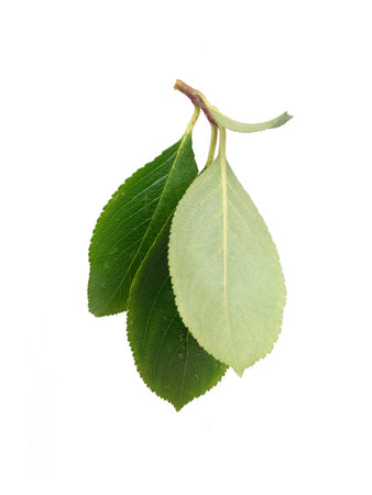 Green chokeberry leaves isolated on white background, cutout readyの写真素材