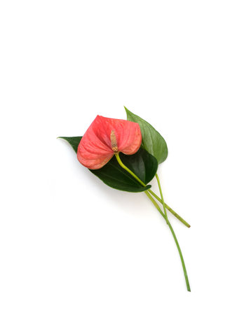 Coral-red anthurium flower with leaf isolated on white background, natural shadow, extremely high resolutionの写真素材