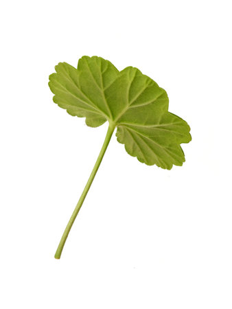 Single green geranium leaf with stem isolated on white background, extremely high resolution