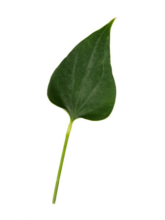Single heart-shaped anthurium leaf isolated on white background, extremely high resolutionの写真素材