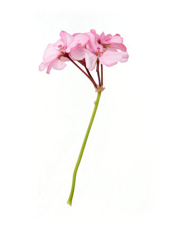 Single stem with delicate pink geranium flowers isolated on white background, cutout ready....