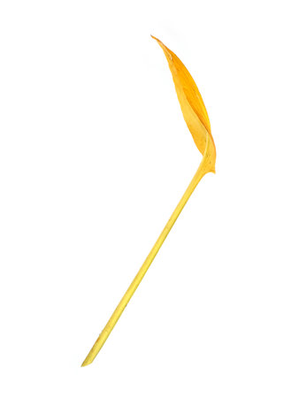 Single yellow Hosta leaf isolated on a white background, cutout ready. Extremely high resolutionの写真素材