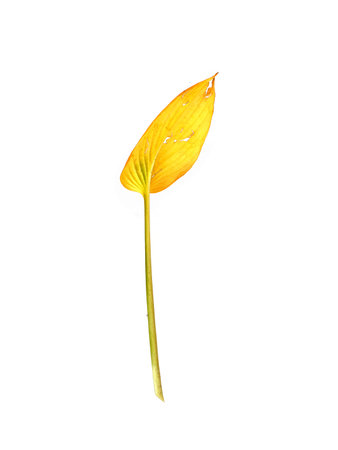 Single yellow Hosta leaf isolated on a white background, cutout ready. Extremely high resolution