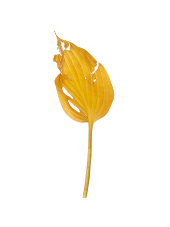 Single yellow Hosta leaf isolated on a white background, cutout ready. Extremely high resolution