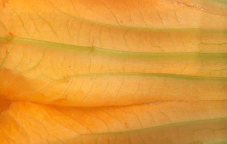 Macro photo of a squash flower center with detailed veins and texture, cutout ready. Extremely high resolutionの写真素材