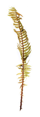 Close up of a detailed dry fern structure isolated on white background, cutout ready. Extremely high resolutionの写真素材