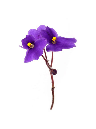 Purple violets isolated on white background, extremely high resolution