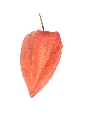 Extreme macro of a single Chinese lantern fruit isolated on white background, cutout ready. Extremely high resolutionの写真素材