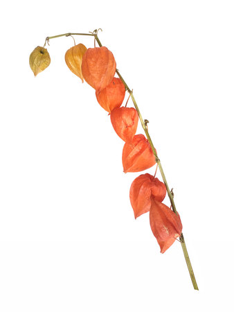 Vertical stem of Chinese lantern plant (Physalis) with orange berries isolated on white background, cutout ready. Extremely high resolutionの写真素材