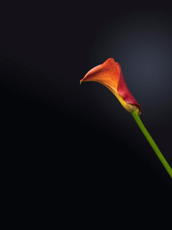 Flaming Calla Lily. Dramatic flower isolated on black background with gradient lightの写真素材