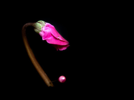 A pink cyclamen bud pinned with a beaded pin on black background. Conceptual floral artの写真素材