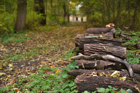 Autumn Forest with Stacked Logs and Path Leading to a Blurred Building