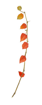 Vertical stem of Chinese lantern plant  (Physalis) with orange berries isolated on white background, cutout ready. Extremely high resolutionの写真素材