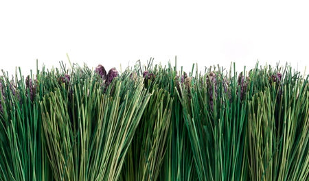 Isolated background of natural green grass lavender