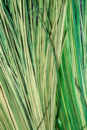 Isolated background of natural green grass lavenderの写真素材