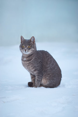Grey cat walks on white snow in winterの写真素材