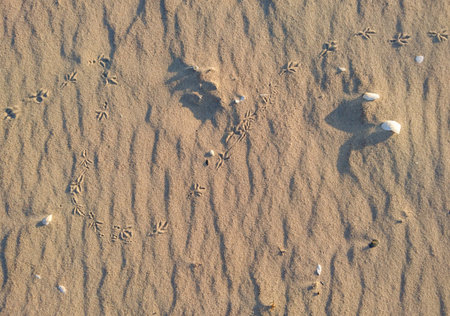 Bird footprints in the sand