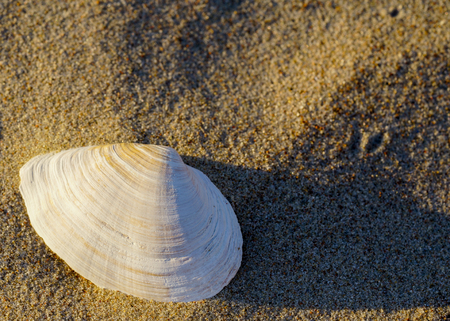 shell in the sand on the seashoreの写真素材