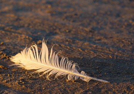 bird feather in the sand at the seashoreの写真素材