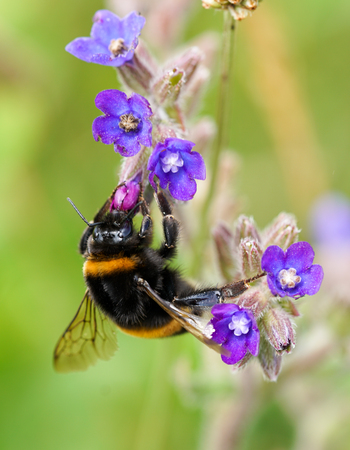 Bumble bee extracting pollen from a flowerの写真素材