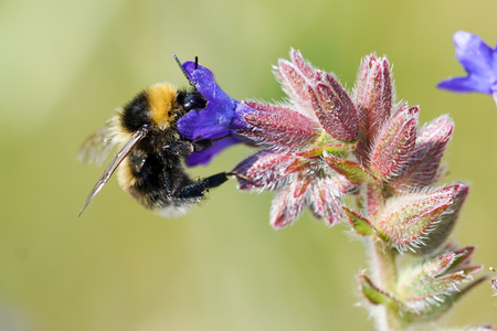 Bumble bee extracting pollen from a flowerの写真素材