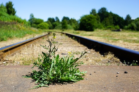 the flower grows between railroad tracksの写真素材