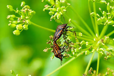 Italian striped bug Graphosoma lineatum italicum matingの写真素材