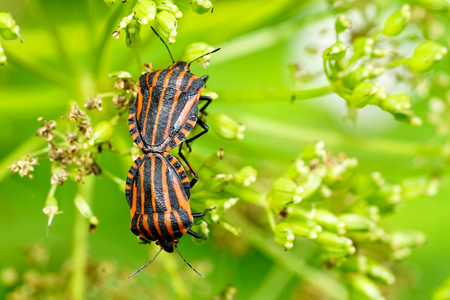 Italian striped bug Graphosoma lineatum italicum matingの写真素材