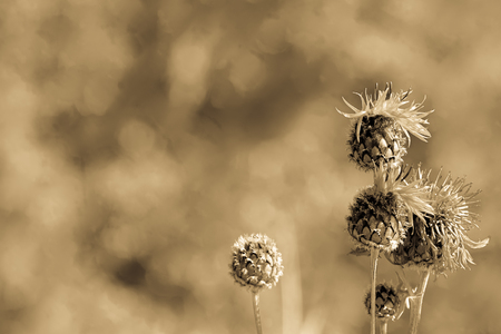 Blooming Brown Knapweed or Centaurea jacea macro, background, antique lightの写真素材