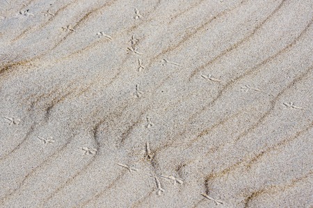 Awesome background of sand .Summer beach close up view, wind formed relief, bird footprintsの写真素材