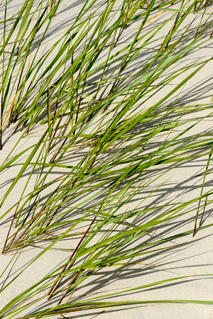 seaside sand with green grass in the dunes on a sunny day, beautiful backgroundの写真素材