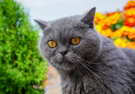 british shorthair cat closeup on a natural background, funny cat faceの写真素材