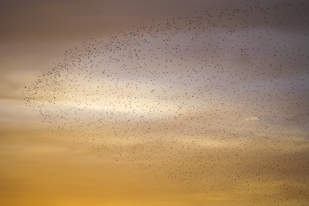 large flying flack of blackbirds thrustleの写真素材