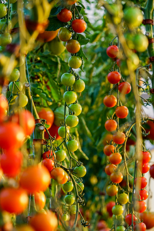 Tomatoes on treeの写真素材