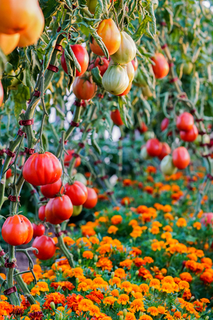 Tomatoes on treeの写真素材