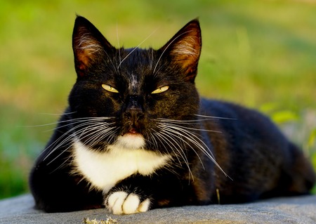 a country cat resting on a sun warmed stoneの写真素材