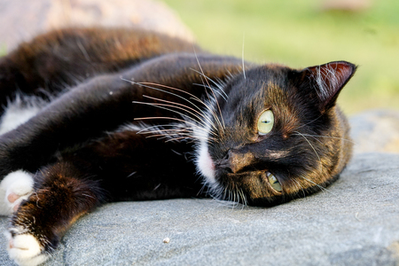 a country cat resting on a sun warmed stoneの写真素材