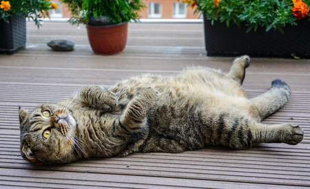 beautiful brown stripped scottish fold cat on a natural backgroundの写真素材