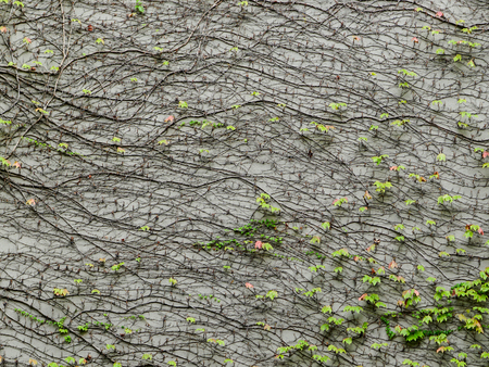 background of a vine of wild grapes that has grown over a gray plastered wall.の写真素材
