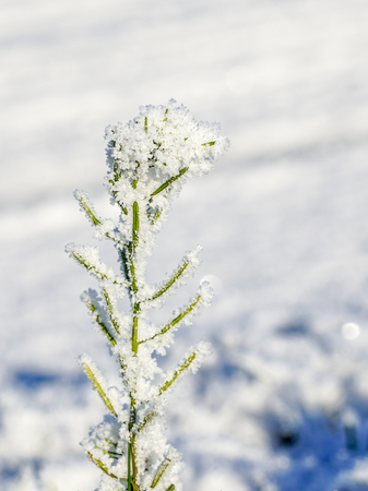 frozen flower, covered with ice crystals in late fallの写真素材