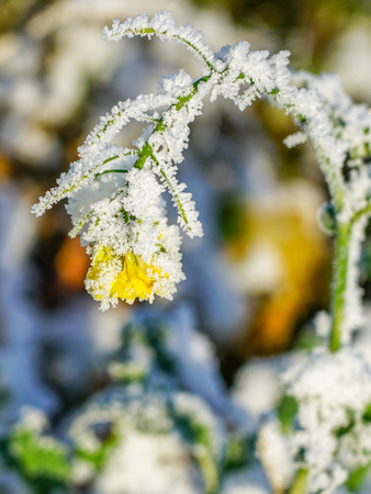 frozen yellow flower, covered with ice crystals in late fallの写真素材