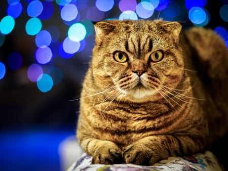 beautiful brown stripped scottish fold cat against a colorful blurred backgroundの写真素材