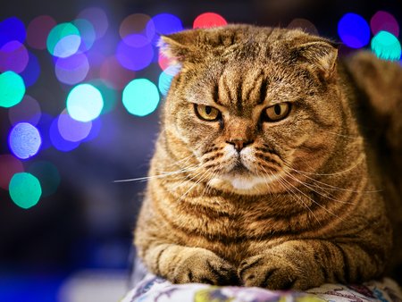 beautiful brown stripped scottish fold cat against a colorful blurred backgroundの写真素材