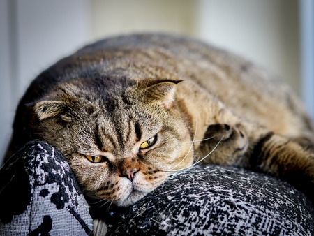 beautiful brown stripped scottish fold cat against a blurred backgroundの写真素材
