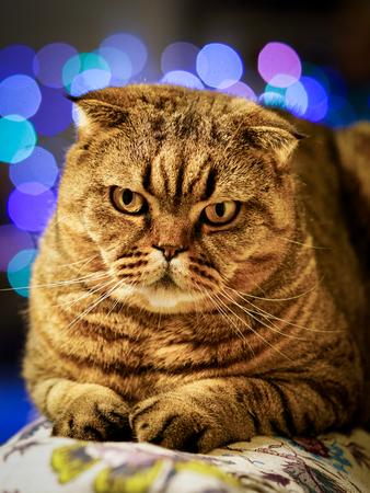 beautiful brown stripped scottish fold cat against a colorful blurred backgroundの写真素材