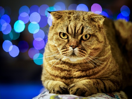 beautiful brown stripped scottish fold cat against a colorful blurred backgroundの写真素材