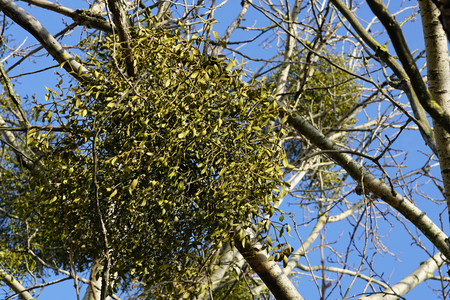 europen mistletoe or viscum album in winter, attached to their host maple treeの写真素材