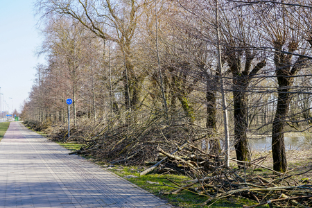 trimming tree branches and thinning trees in suburban greeneryの写真素材