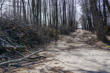trimming tree branches and thinning trees in suburban greeneryの写真素材